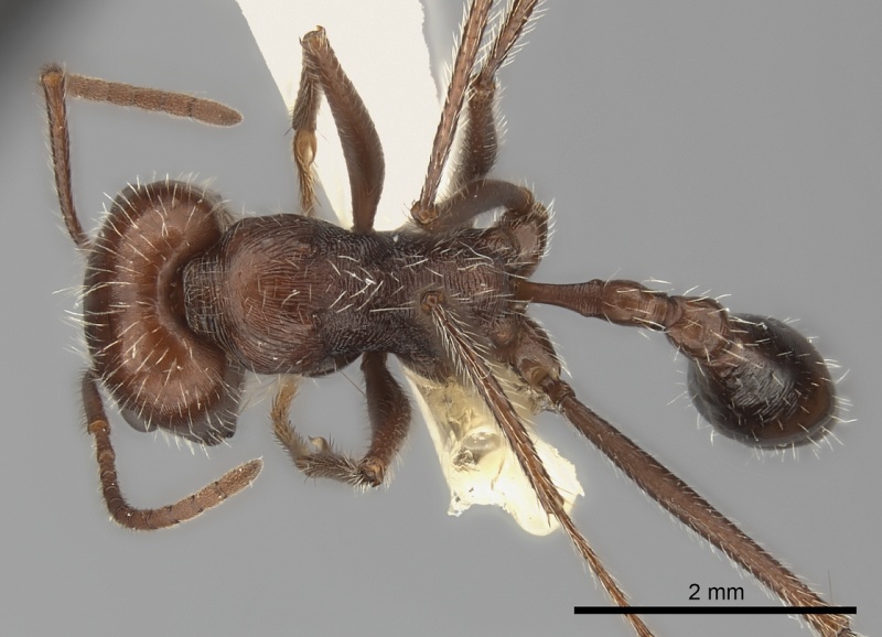 File:Ocymyrmex fortior casent0217897 d 1 high.jpg