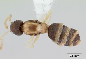 Tapinoma melanocephalum casent0173214 dorsal 1.jpg
