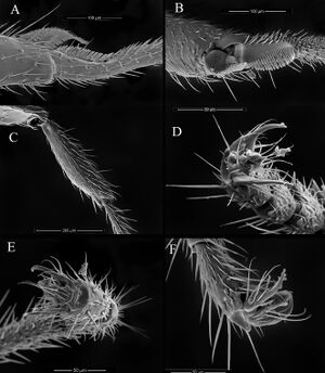 Tyrannomyrmex alii F8.jpg