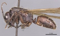 Camponotus pressipes casent0905439 p 1 high.jpg