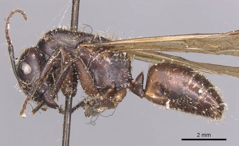 File:Camponotus pressipes casent0905439 p 1 high.jpg