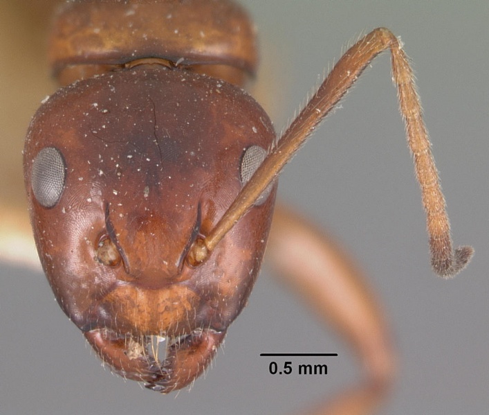 File:Camponotus putatus casent0102417 head 1.jpg