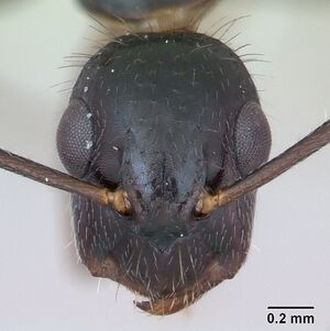 Camponotus sexguttatus casent0173452 head 1.jpg