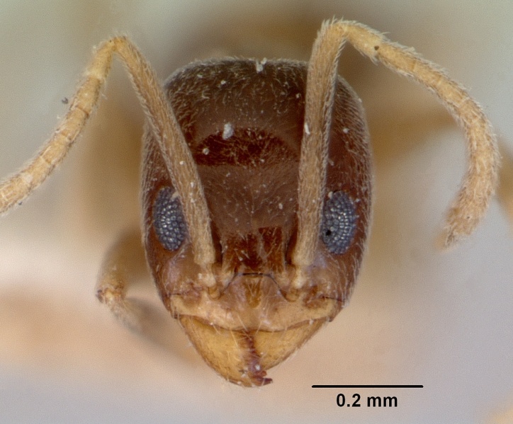 File:Doleromyrma darwiniana fida casent0172307 head 1.jpg