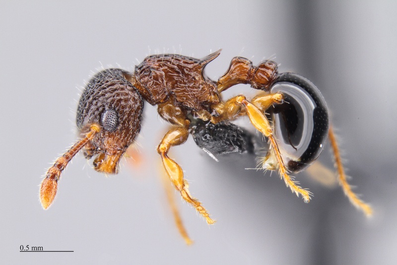 File:MCZ-ENT00516173 Pristomyrmex cribrarius hal3-2.jpg