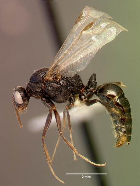 File:Odontomachus troglodytes sam-hym-c006238a profile 1.jpg