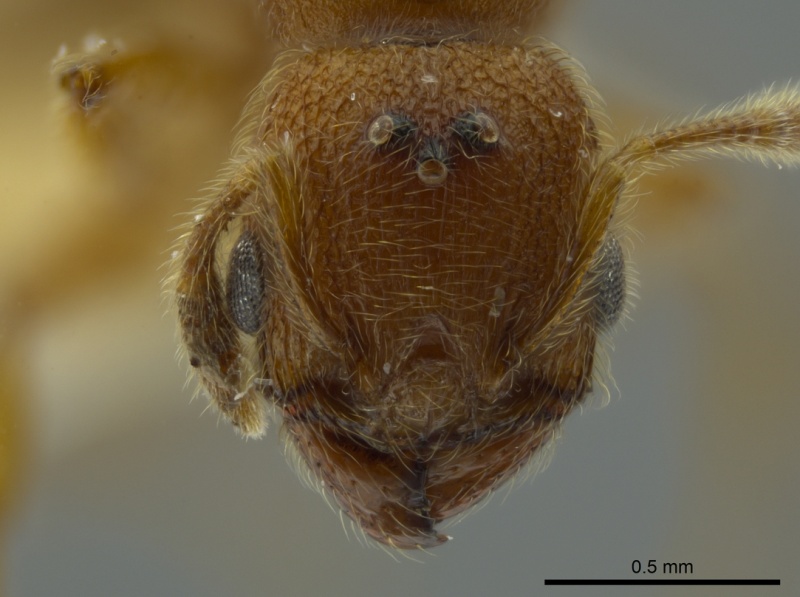 File:Pheidole bicornis casent0625442 h 1 high.jpg