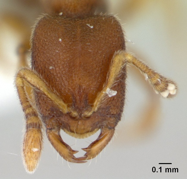 File:Prionopelta opaca casent0434875 head 1.jpg