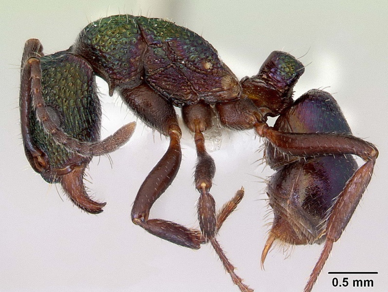 File:Rhytidoponera metallica Wside CAS0172345-web.jpg