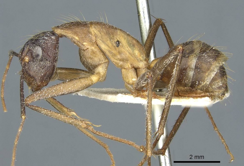File:Camponotus coniceps casent0911933 p 1 high.jpg