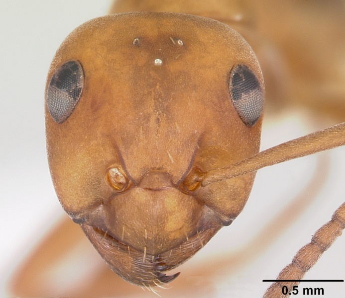 File:Formica querquetulana casent0104870 head 1.jpg