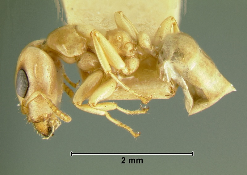 File:Gesomyrmex-kalshoveniL3.2.jpg