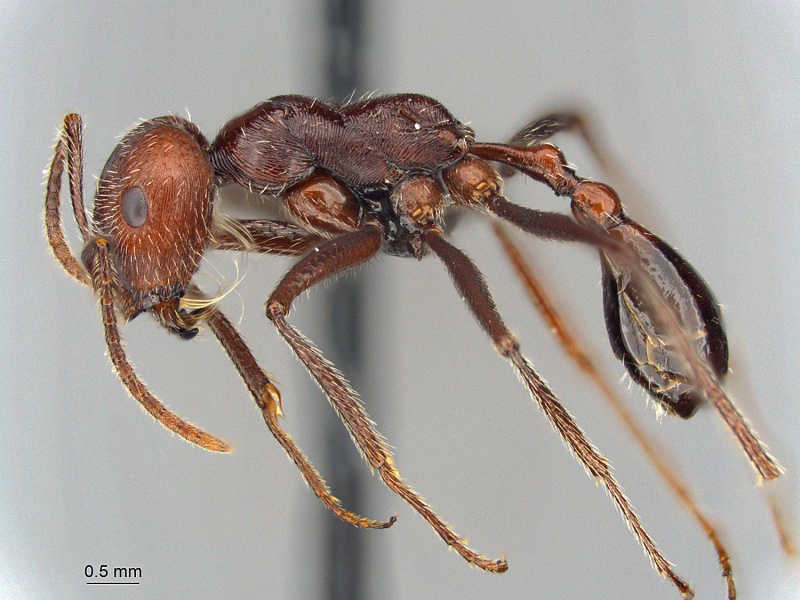 File:MCZ ENT Ocymyrmex phraxus hal.jpg