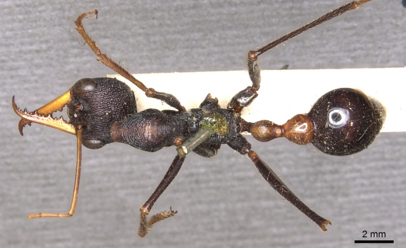 File:Myrmecia rufinodis casent0902790 d 1 high.jpg