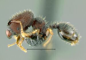 Pheidole-fantasiaLM4x.jpg