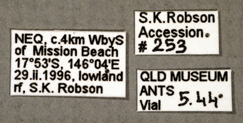 File:Polyrhachis abbreviata labels AntWiki.jpg