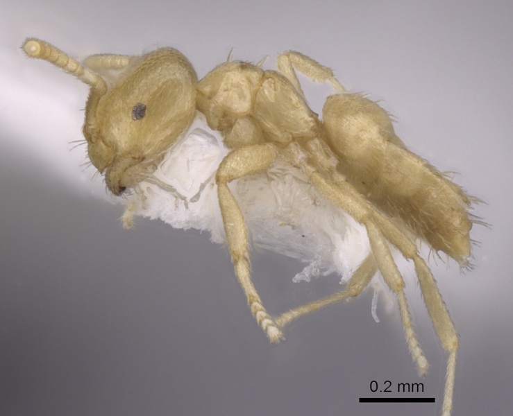 File:Brachymyrmex myops casent0249948 p 1 high.jpg