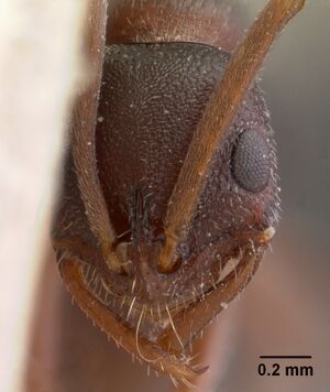 Leptogenys maxillosa casent0102022 head 1.jpg