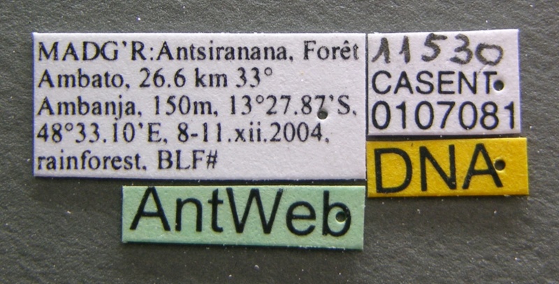 File:Monomorium termitobium casent0107081 label 1.jpg