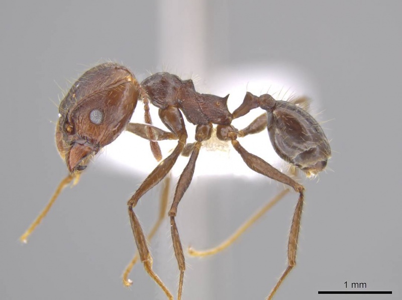 File:Pheidole indagatrix casent0617815 p 1 high.jpg