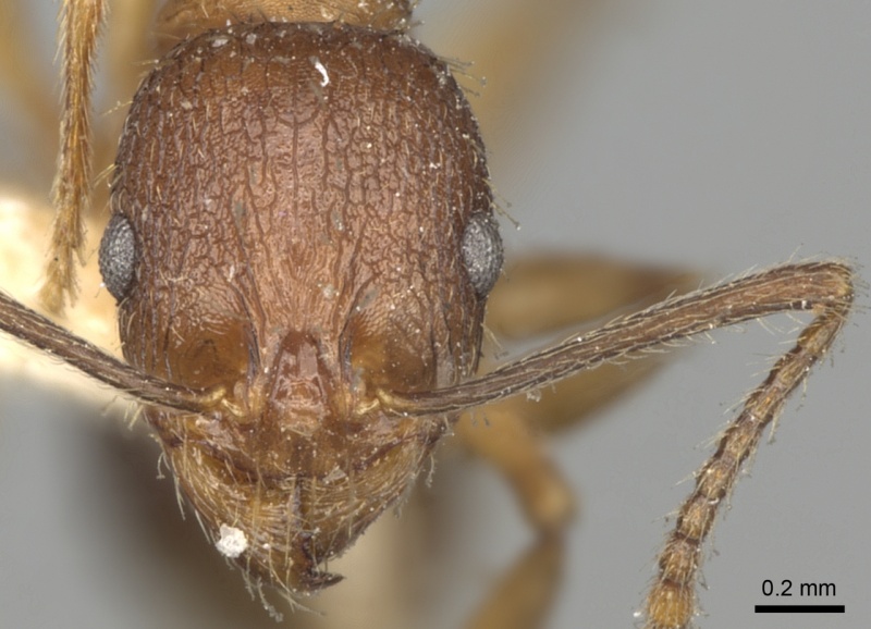 File:Aphaenogaster strioloides casent0280955 h 1 high.jpg