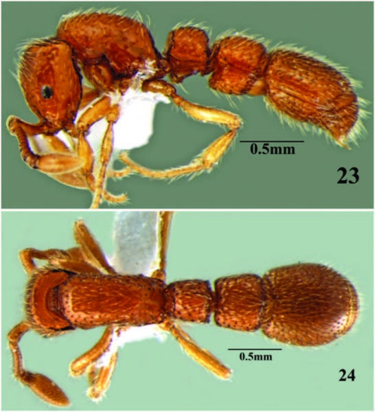 File:Cerapachys schoedli 1.jpg