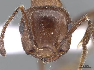 Crematogaster subdentata casent0910242 h 1 high.jpg