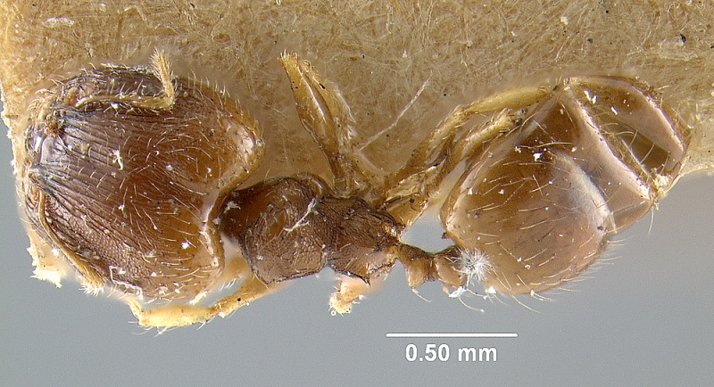 File:MCZ-ENT00020754 Pheidole moerens-had.jpg