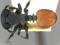 MCZ ENT Cephalotes flavigaster 35436 had.jpg