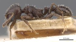 Oxyopomyrmex sabulonis casent0913245 p 1 high.jpg