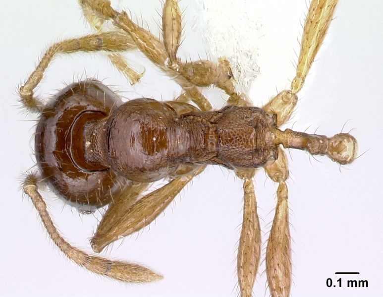 File:Pheidole rhinomontana casent0610065 d 1 high.jpg