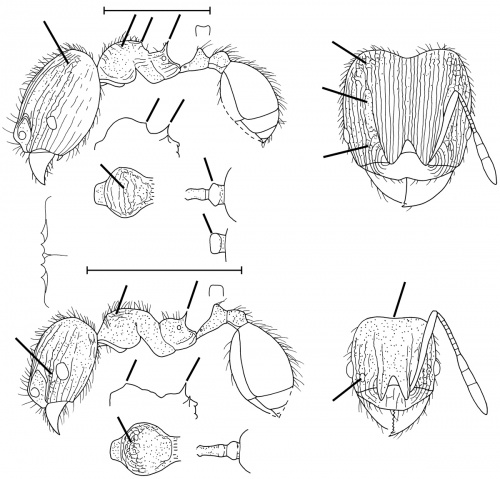 Pheidole rudigenis Wilson 2003.jpg
