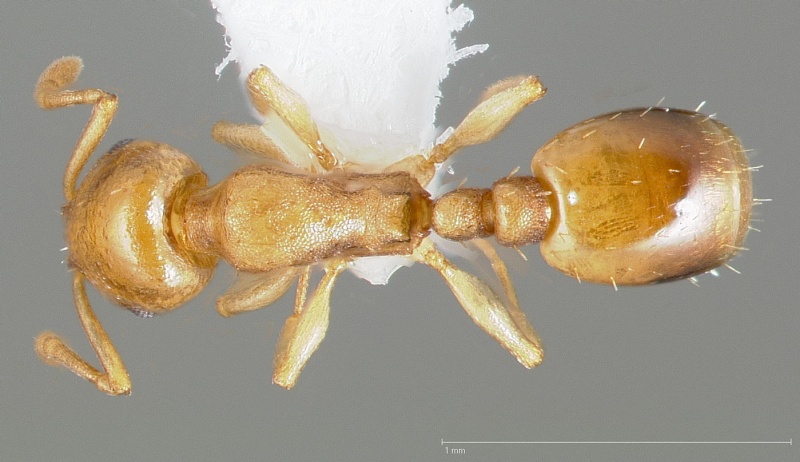 File:Temnothorax andrei casent0005683 dorsal 1.jpg