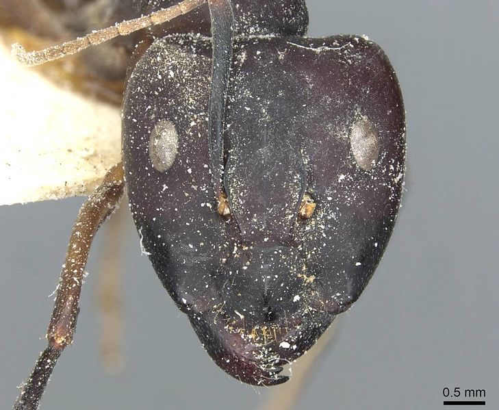 File:Camponotus congolensis weissi casent0911931 h 1 high.jpg