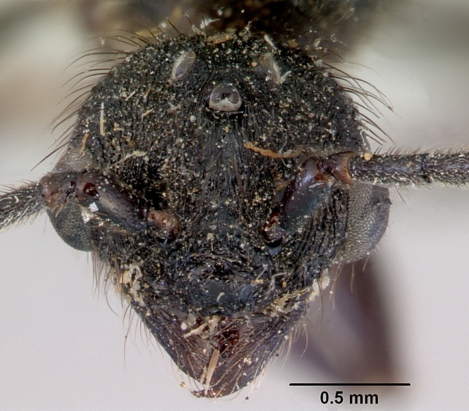 File:Huberia striata casent0172286 head 1.jpg