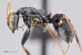 MCZ-ENT00513669 Camponotus sp17 hal 2.jpg