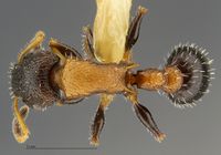 Romblonella coryae dorsal Holotype.jpg