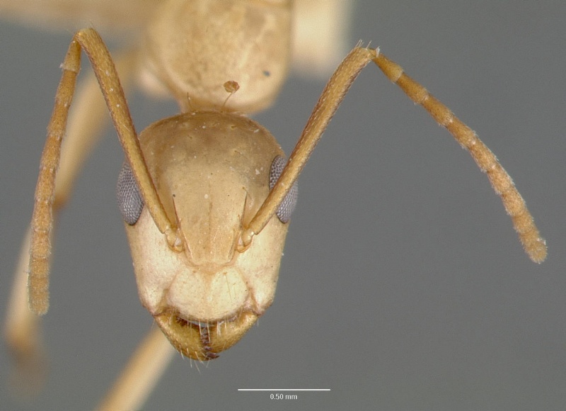 File:Camponotus macilentus castype00452-02 head 1.jpg