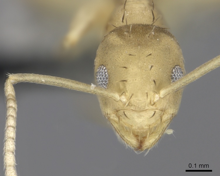 File:Paraparatrechina minutula casent0219729 h 1 high.jpg