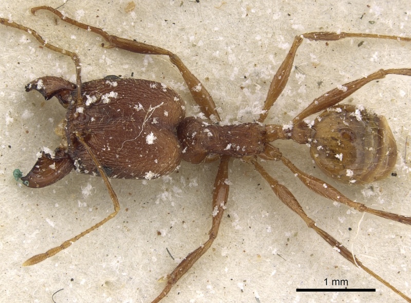 File:Pheidole maufei casent0901272 d 1 high.jpg