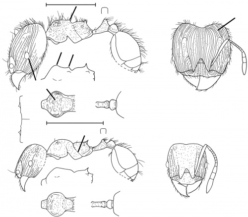 Pheidole striaticeps Wilson 2003.jpg