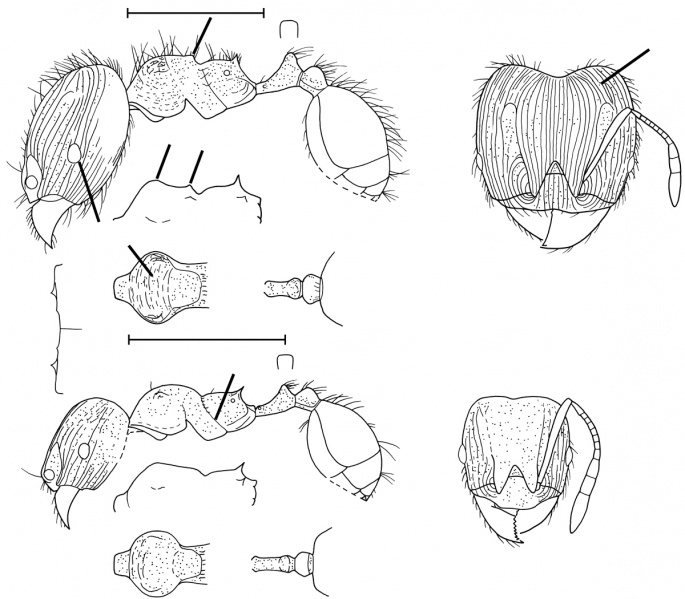 File:Pheidole striaticeps Wilson 2003.jpg