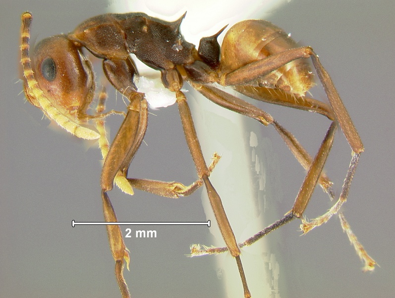 File:Polyrhachis-thrinaxL2.5x.jpg