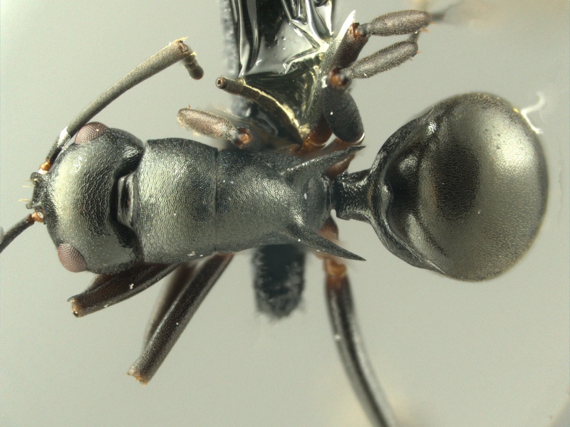 File:Polyrhachis manni HUMCZ001D.jpg