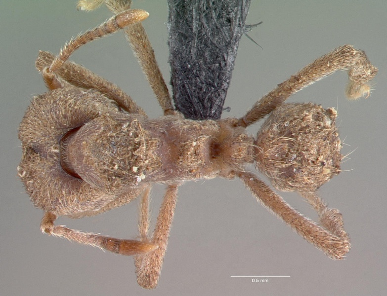 File:Sericomyrmex amabilis casent0039728 dorsal 1.jpg