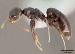 Technomyrmex difficilis casent0003318 profile 1.jpg