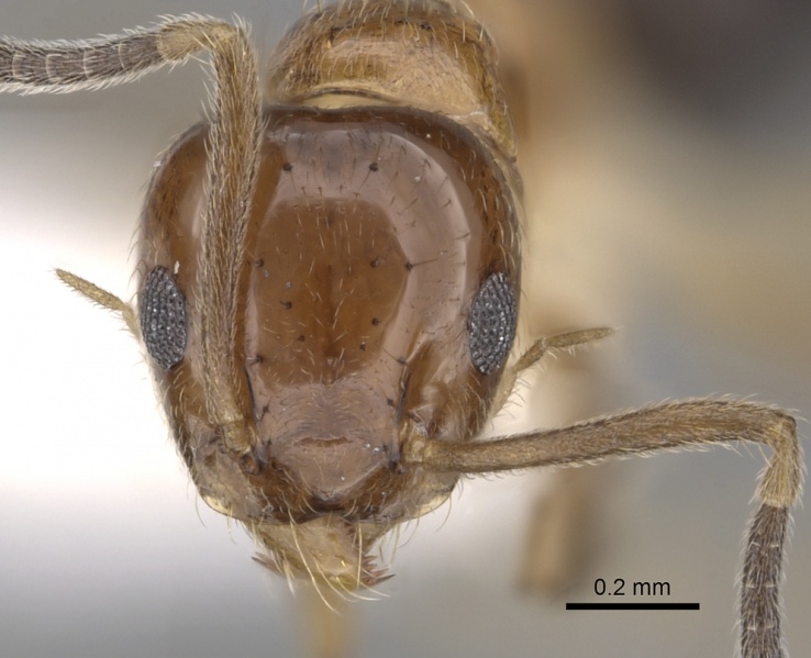 File:Technomyrmex quadricolor casent0249802 h 1 high.jpg