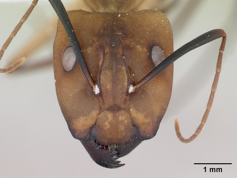 File:Camponotus coloratus casent0173405 head 1.jpg