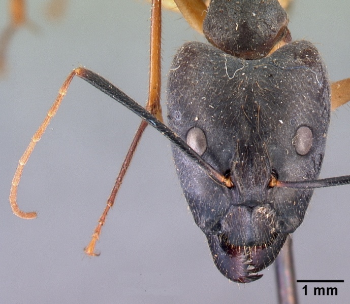 File:Camponotus dufouri casent0101669 head 2.jpg