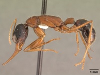 Harpegnathos saltator casent0101783 profile 1.jpg